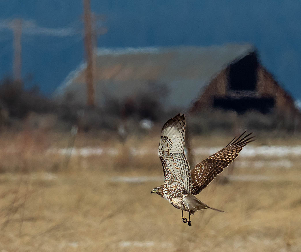 Red Tailed Hawk in flight
